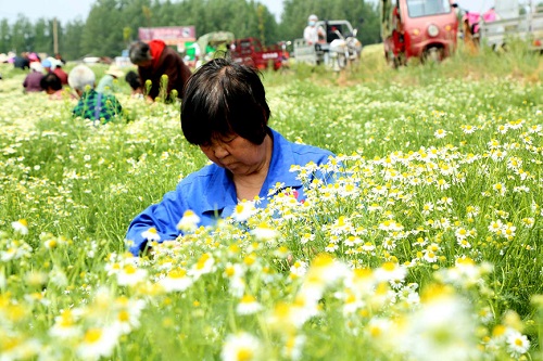 河南汝阳：初夏时节采菊忙