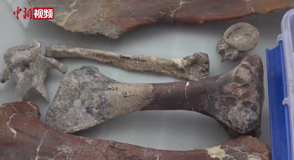 距今1.69亿年！重庆发现亚洲最古老的剑龙化石