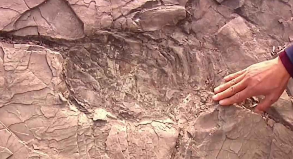 山东诸城新发现罕见恐龙足迹化石 和完整水波纹遗迹化石