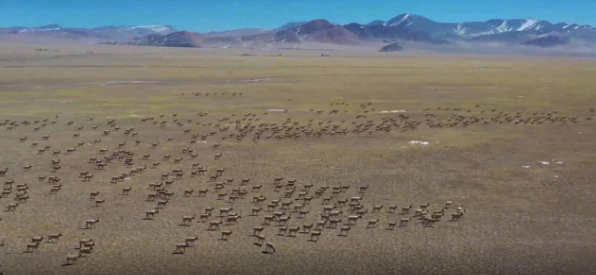 壮观！西藏现罕见万头藏羚羊迁徙