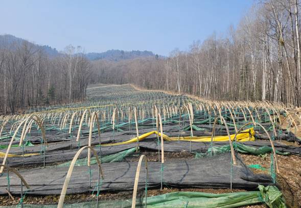 吉林桦甸红石林业公司三湖保护区引关注：毁林种参、盗伐林木、开池违建无人管