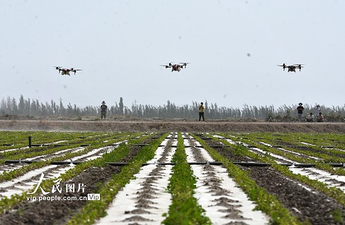 新疆巴州：300余万亩棉花进入苗期管理期